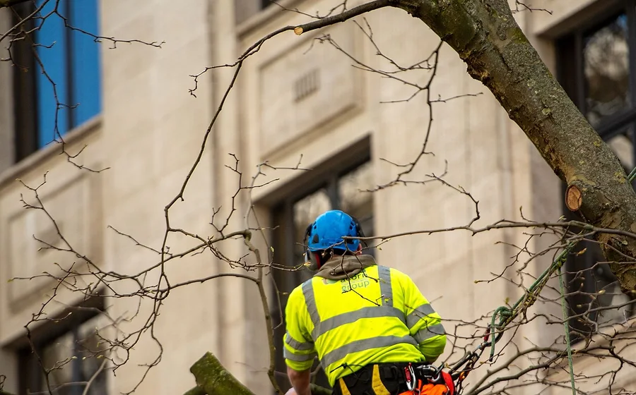 A tree surgeon in a harness pruning high branches