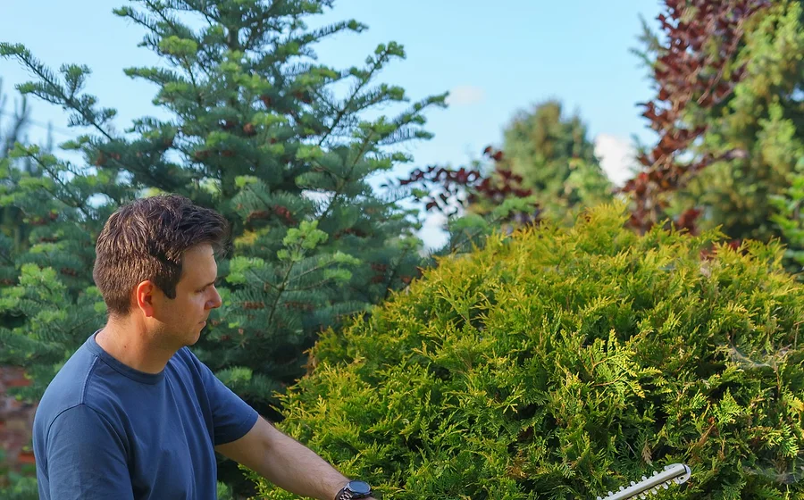 Hedge trimming and garden work