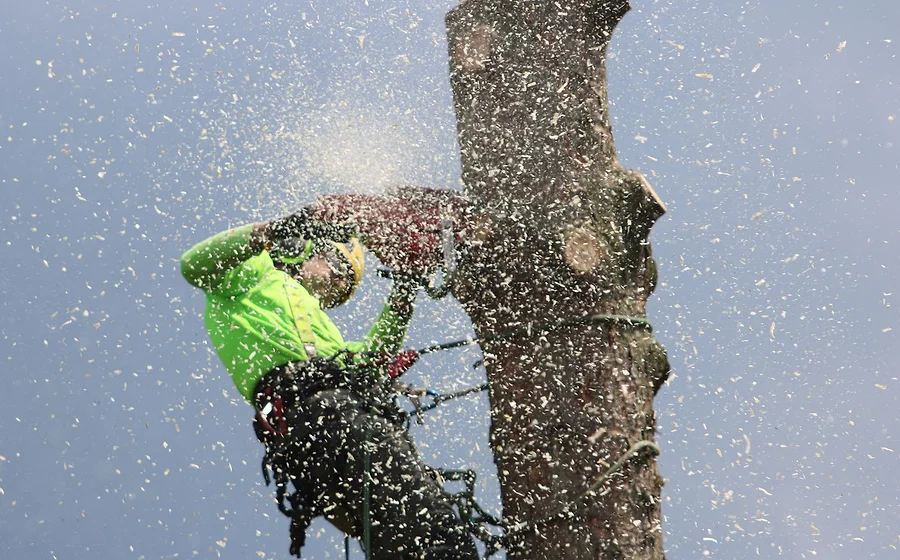 A tree surgeon felling a tree with a chainsaw
