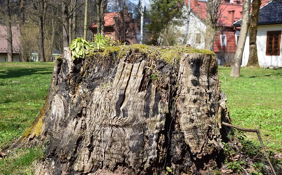 A tree stump in a garden ready for grinding