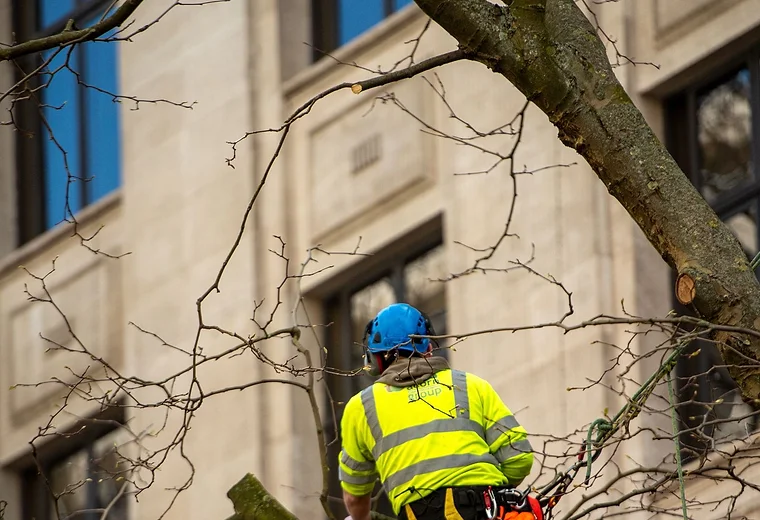 Crown reduction and pruning at height