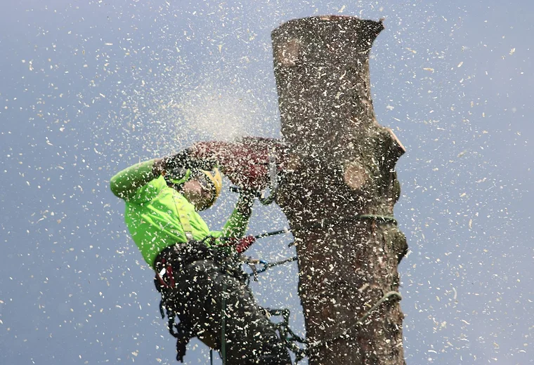 Tree felling with a chainsaw