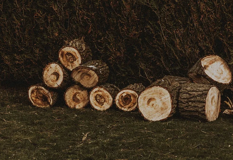 Cut logs stacked after tree work