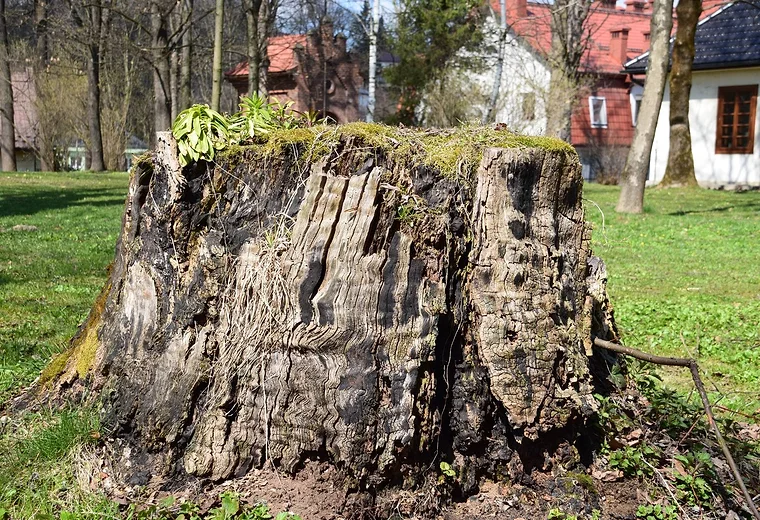 A tree stump ready for grinding